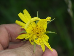 Tragopogon orientalis