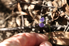 Comesperma volubile