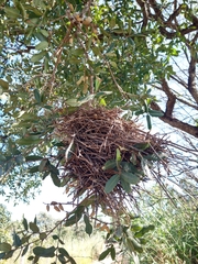 Phacellodomus rufifrons