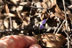 Comesperma volubile