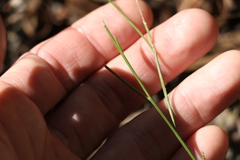 Comesperma volubile