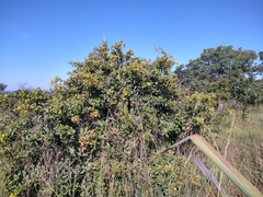 Davilla elliptica