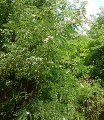 Robinia × ambigua