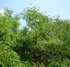 Robinia × ambigua