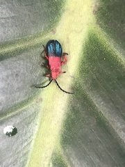 Thonalmus chevrolati