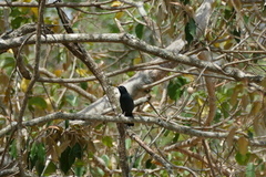 Laniarius funebris