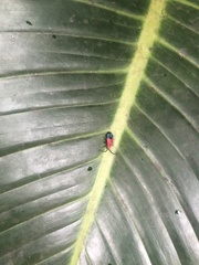 Thonalmus chevrolati