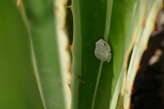 Hyperolius viridiflavus