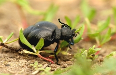 Meloe brevicollis