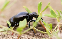 Meloe brevicollis