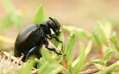 Meloe brevicollis