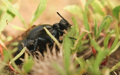 Meloe brevicollis