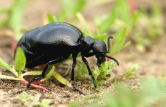 Meloe brevicollis