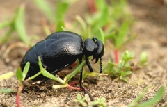 Meloe brevicollis
