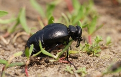 Meloe brevicollis