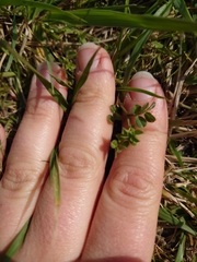 Ornithopus perpusillus