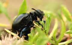 Meloe brevicollis