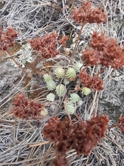 Sedum goldmanii