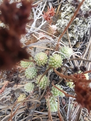 Sedum goldmanii