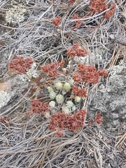 Sedum goldmanii