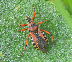 Rhynocoris punctiventris