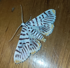 Polygrammodes maccalis