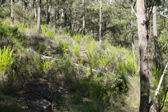 Caustis blakei macrantha