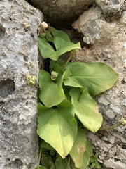 Arisarum