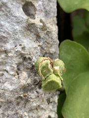 Arisarum