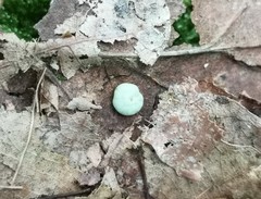 Neuroterus quercusbaccarum