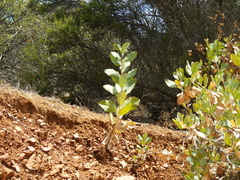 Dendromecon harfordii