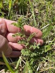 Ornithopus perpusillus