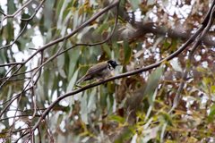 Melithreptus affinis