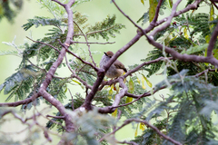 Acanthiza pusilla diemenensis
