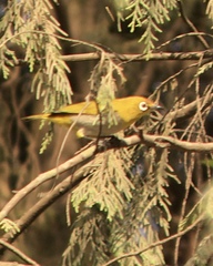 Zosterops palpebrosus