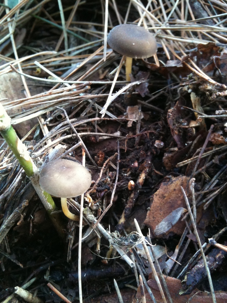 Strobilurus stephanocystis · March 2012 · photo: © atsushi_nakajima_cirque (iNaturalist, cc-by)
