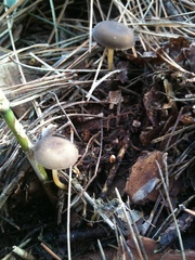 Strobilurus stephanocystis