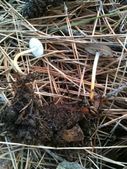 Strobilurus stephanocystis