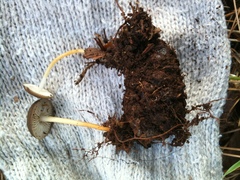 Strobilurus stephanocystis