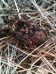 Strobilurus stephanocystis