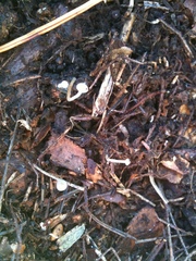 Strobilurus stephanocystis