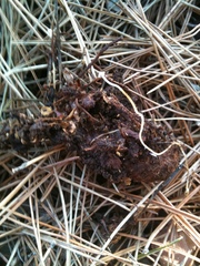 Strobilurus stephanocystis