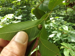 Phylloxera stoetzelae