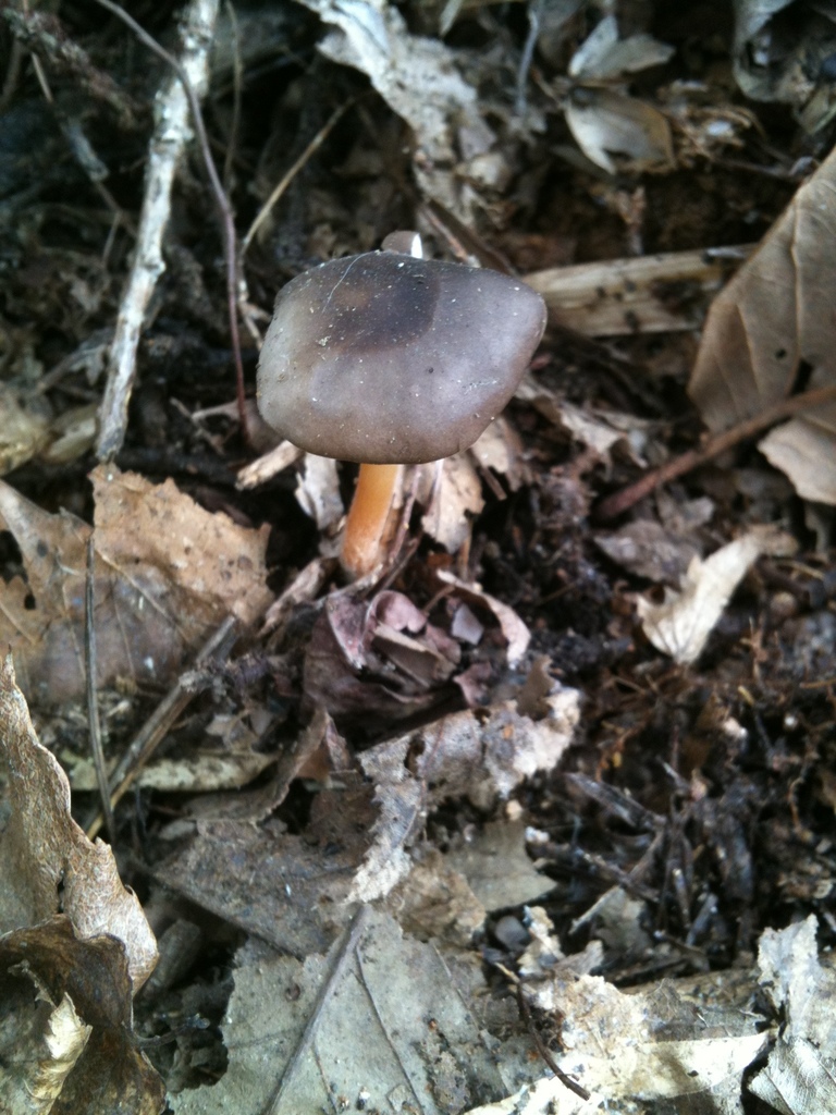 Strobilurus stephanocystis · March 2012 · photo: © atsushi_nakajima_cirque (iNaturalist, cc-by)
