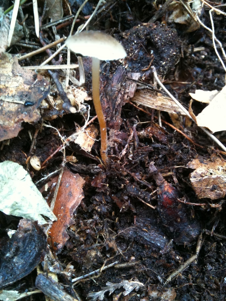 Strobilurus stephanocystis · March 2012 · photo: © atsushi_nakajima_cirque (iNaturalist, cc-by)