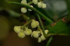 Cola pierlotii