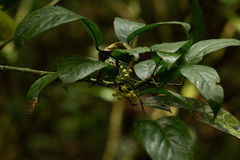 Cola pierlotii
