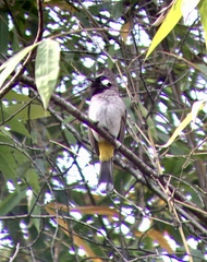 Pycnonotus leucogenys