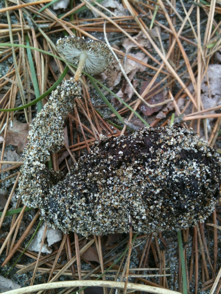 Strobilurus stephanocystis · March 2012 · photo: © atsushi_nakajima_cirque (iNaturalist, cc-by)