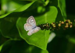 Leptotes plinius plinius